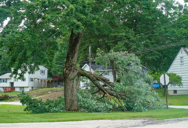 The Steps Involved in Our Tree Care Process in Gooding, ID